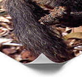 Tayra (Eira barbata) Poster (Ecke)