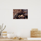 Tayra (Eira barbata) Poster (Küche)