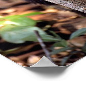 Tayra (Eira barbata) Poster (Ecke)