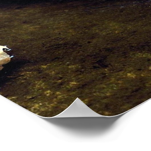 Tayra (Eira barbata) Poster (Ecke)