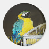 Taz... Magnet (Vorne)