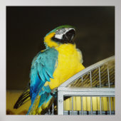 Taz... Poster (Vorne)