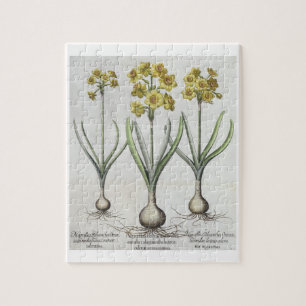 Tazetta Narzissen, vom 'Hortus des Eystettensis Puzzle