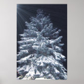 TBA-Auszeichnung - Pine Lights Poster (Vorne)