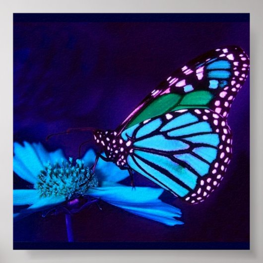- TBA - Schmetterling in Blue Light Poster (Vorne)