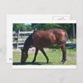 Tbred Grazing Postkarte (Vorne/Hinten)