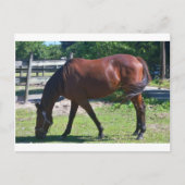Tbred Grazing Postkarte (Vorderseite)