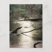 Tchefuncte Glimmer Postkarte (Vorderseite)