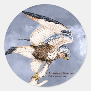 TCWC - Amerikanische Kestrel-Illustration Runder Aufkleber