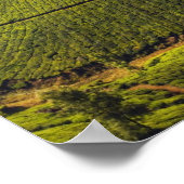 Tea Plantation Kerala Staat Indien Poster (Ecke)