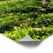 Tea Plantation Poster (Ecke)