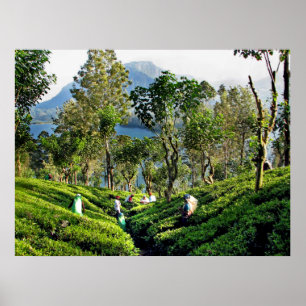 Tea Plantation Poster