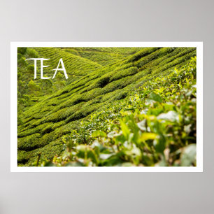 Tea Plantation Poster