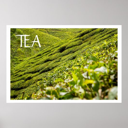 Tea Plantation Poster (Vorne)