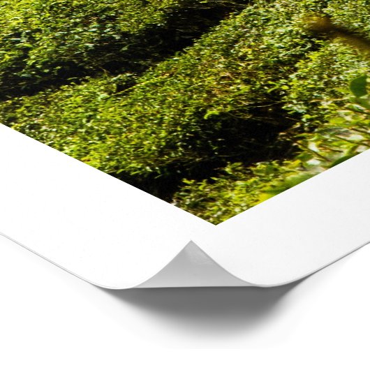 Tea Plantation Poster (Ecke)