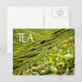Tea Plantation Postkarte (Vorne/Hinten)