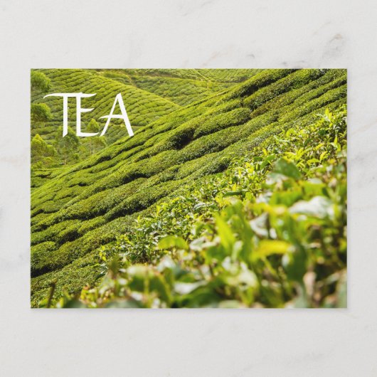 Tea Plantation Postkarte (Vorderseite)