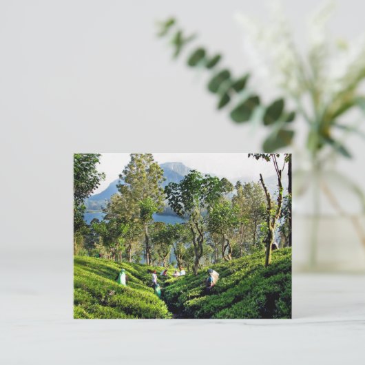 Tea Plantation Postkarte (Stehend Vorderseite)