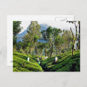 Tea Plantation Postkarte (Vorne/Hinten)