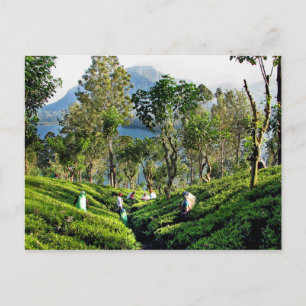 Tea Plantation Postkarte