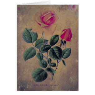 Tea Rose Grunge, Muttertag