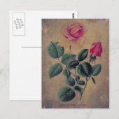 Tea Rose Grunge Postkarte (Vorne/Hinten)