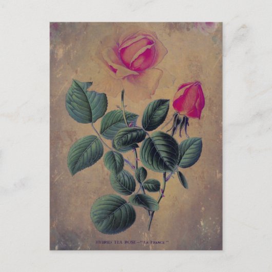 Tea Rose Grunge Postkarte (Vorderseite)