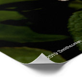 Tea-Rose Poster (Ecke)