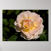 Tea-Rose Poster (Vorne)