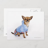 Teacup Chihuahua Postkarte (Vorne/Hinten)