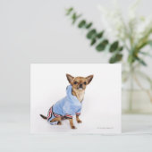 Teacup Chihuahua Postkarte (Stehend Vorderseite)