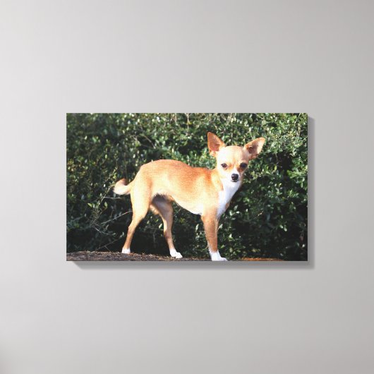 Teacup Chihuahua Puppy Leinwanddruck (Vorderseite)