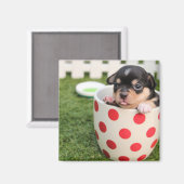 Teacup Chihuahua Puppy Magnet (Vorderseite/Rückseite)