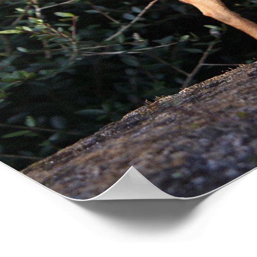 Teacup Chihuahua Puppy Poster (Ecke)