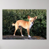 Teacup Chihuahua Puppy Poster (Vorne)