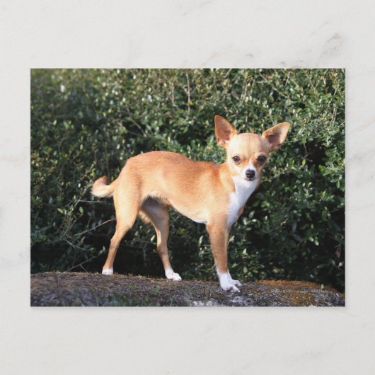 Teacup Chihuahua Puppy Postkarte (Vorderseite)