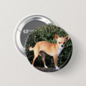 Teacup-Chihuahua-Welpe Button (Vorne & Hinten)