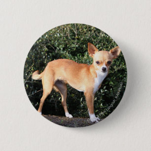 Teacup-Chihuahua-Welpe Button