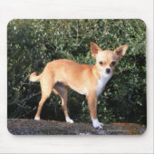Teacup-Chihuahua-Welpe Mousepad (Vorne)
