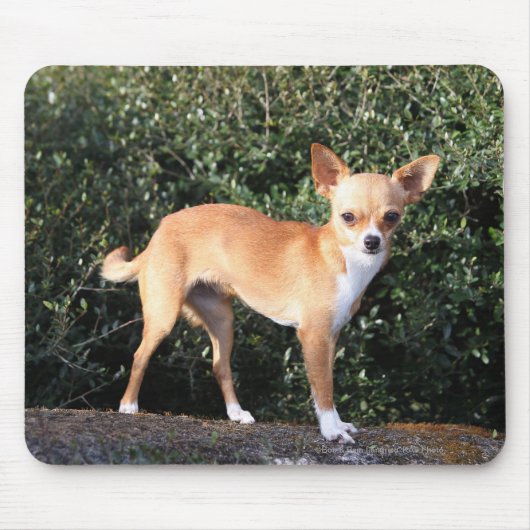 Teacup-Chihuahua-Welpe Mousepad (Vorne)