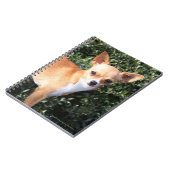 Teacup-Chihuahua-Welpe Notizblock (Linke Seite)