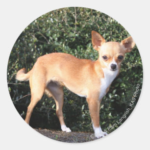 Teacup-Chihuahua-Welpe Runder Aufkleber