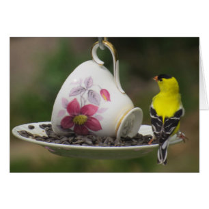 Teacup Finch