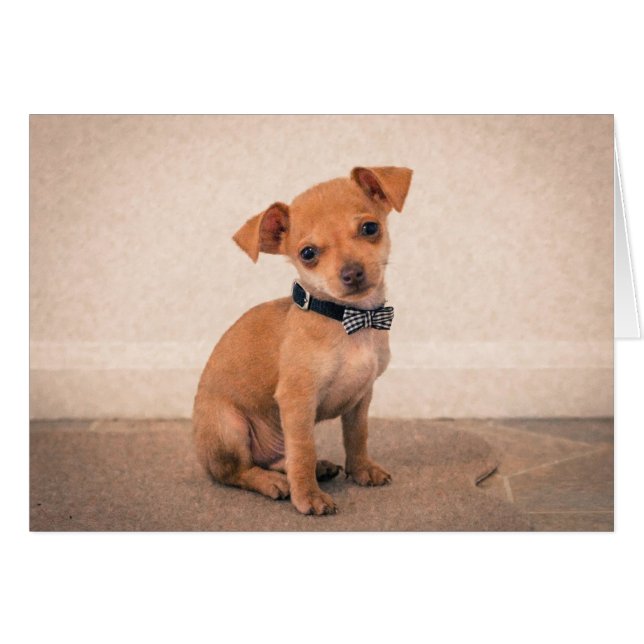 Teacup Puppy (Vorderseite (Horizontal))