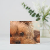 Teacup Yorkie Postkarte (Stehend Vorderseite)