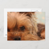 Teacup Yorkie Postkarte (Vorne/Hinten)