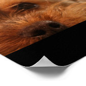 Teacup Yorkshire Puppy Poster (Ecke)