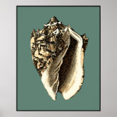 Teal Conch Shell Poster (Vorne)