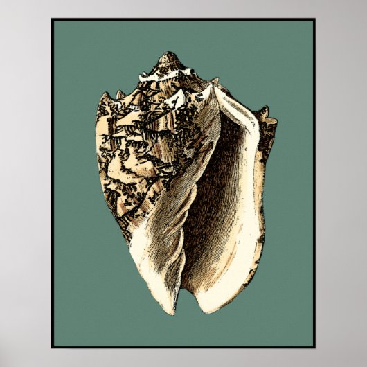 Teal Conch Shell Poster (Vorne)