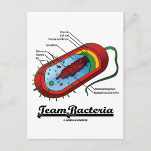 Team Bacteria (Prokaryote) Postkarte